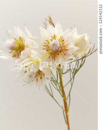 白色 serruria 花 [serruria] 124142312