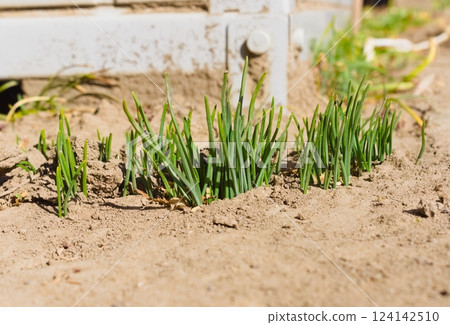 A plant similar to chives 124142510