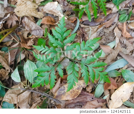 Botrychium Botrychium 124142511