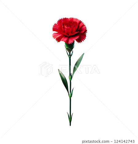 一朵孤獨的紅色康乃馨 124142743