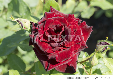 Red Rose Flower Red Rose Flower 124142808