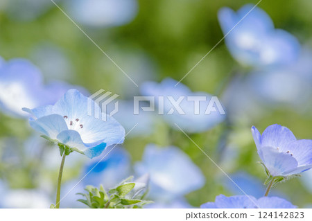 Blue Nemophila 124142823