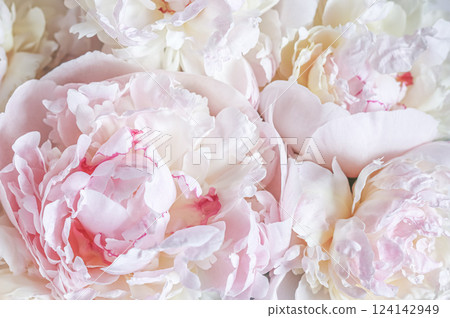White pink peony petals. Soft focus. Abstract floral background for holiday design. High quality photo White pink peony petals. Soft focus. Abstract floral background for holiday design. High quality photo 124142949