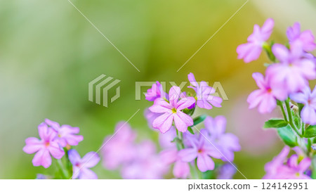 Small purple Erinus alpinus flowers. Floral background. High quality photo Small purple Erinus alpinus flowers. Floral background. High quality photo 124142951
