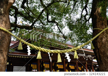 明治神宮正殿的聖樹和注連繩 明治神宮正殿的聖樹和注連繩 124143221