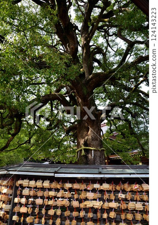明治神宮的神樹與供奉匾額 明治神宮的神樹與供奉匾額 124143223