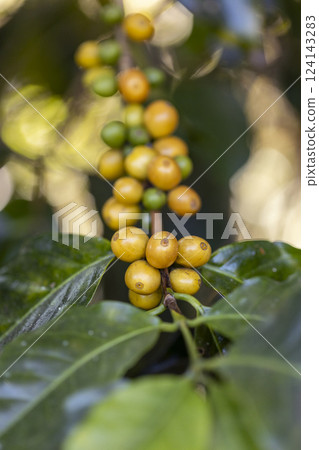 harvesting coffee berries by agriculture. Coffee beans ripening on the tree in North of Thailand harvesting coffee berries by agriculture. Coffee beans ripening on the tree in North of Thailand 124143283