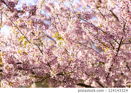 Wild Himalayan Cherry (Prunus cerasoides) or thai sakura flower 124143324