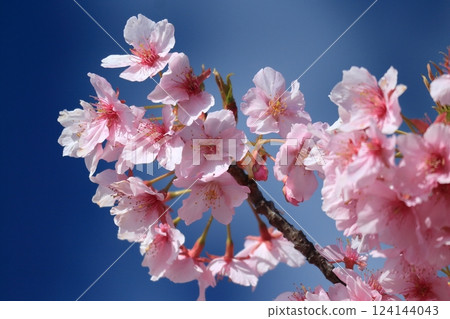 Kawazu cherry blossoms against the blue sky Kawazu cherry blossoms against the blue sky 124144043