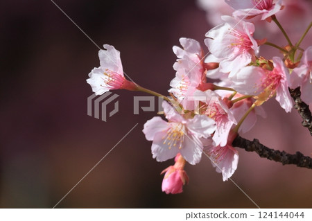 Kawazu cherry blossoms to announce the arrival of spring 124144044