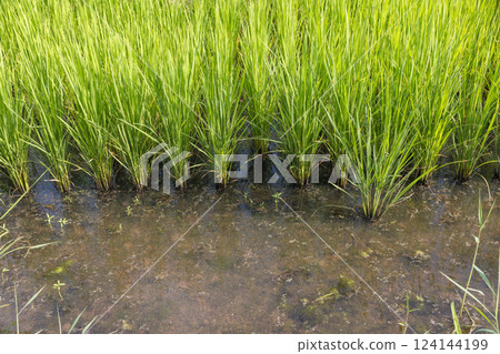 Methane emission from rice farming  from traditional flooded-field. 124144199