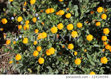 早春花園中盛開的金盞花小黃花 124144349