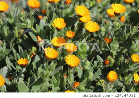 早春花園中盛開的金盞花小黃花 124144351