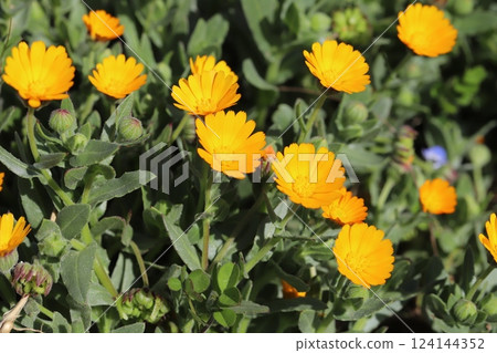 早春花園中盛開的金盞花小黃花 124144352