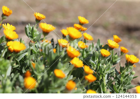 早春花園中盛開的金盞花小黃花 124144353