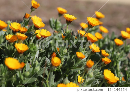 早春花園中盛開的金盞花小黃花 124144354