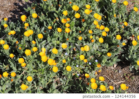 早春花園中盛開的金盞花小黃花 124144356