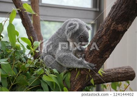 無尾熊靠在尤加利樹上睡覺 無尾熊靠在尤加利樹上睡覺 124144402