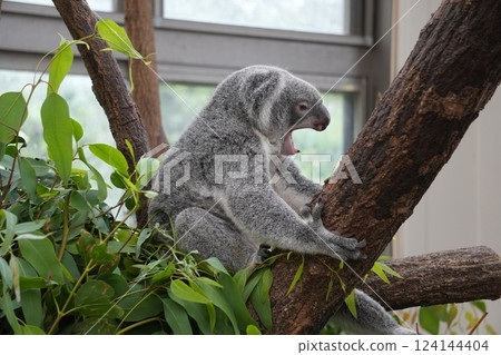 Yawning bear koala 124144404