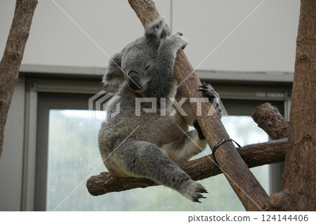 無尾熊靠在樹上 124144406