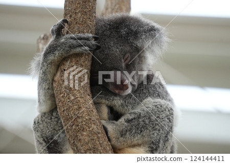 睡覺在樹的考拉 124144411