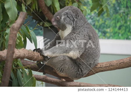 Koala sleeping on a tree 124144413