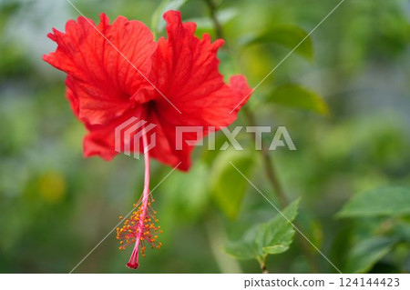 紅芙蓉花閃耀 124144423