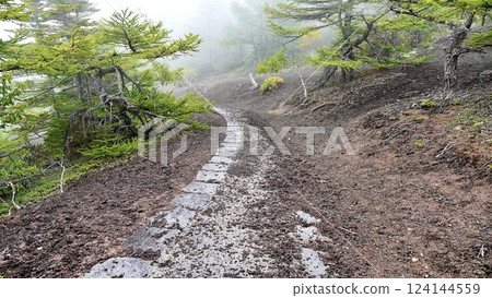 The walking trail at Okuniwa Nature Park at the 5th Station of Mount Fuji The walking trail at Okuniwa Nature Park at the 5th Station of Mount Fuji 124144559