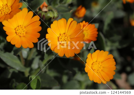 早春花園中盛開的橙色萬壽菊花 124144569