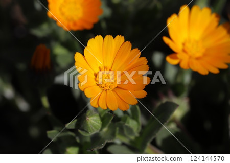 早春花園中盛開的橙色萬壽菊花 124144570