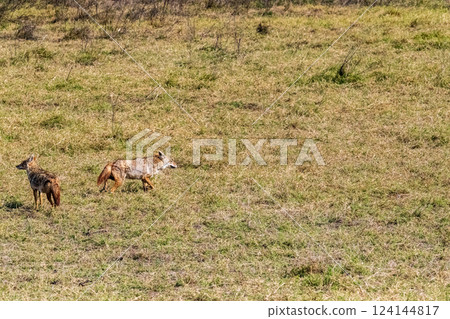 Jackal in the Ngorogoro Crater 124144817