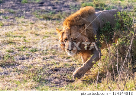Male lion in the Serengeti 124144818