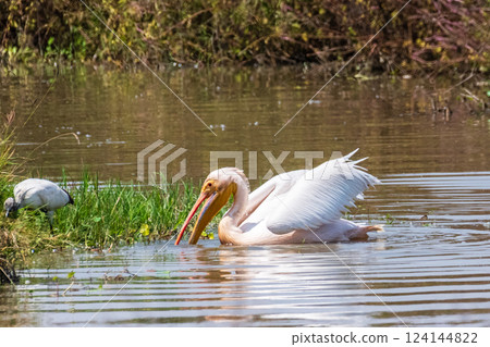 Pelican in the Ngorogoro crater Pelican in the Ngorogoro crater 124144822