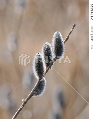 柳樹冬芽開始膨脹 124144835