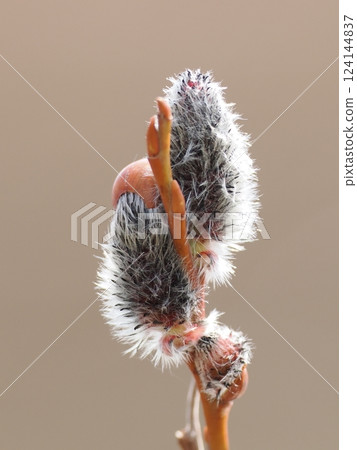 柳樹冬芽開始膨脹 124144837