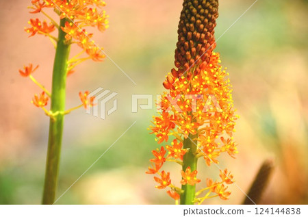 Burubinera 124144838