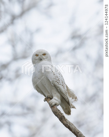 snowy owl against a forest background 124144978