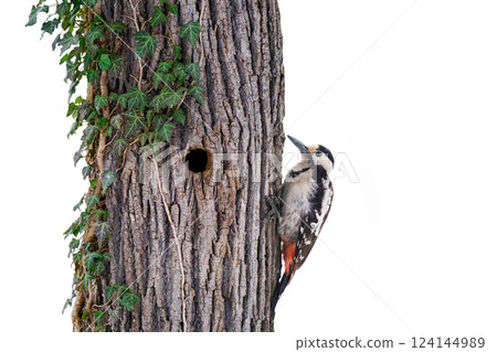 woodpecker and woodpecker hollow in an oak tree with ivy on a white background woodpecker and woodpecker hollow in an oak tree with ivy on a white background 124144989