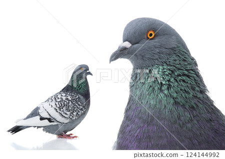 polish lynx dove isolated 124144992