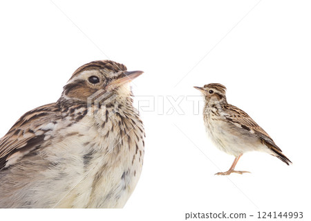 portrait Wood Lark (Lullula arborea) 124144993