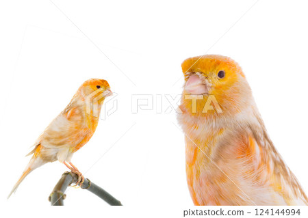 canary isolated 124144994