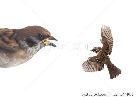 sparrows flies isolated sparrows flies isolated 124144995