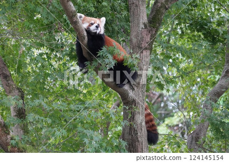 Red panda relaxing on a tree 124145154