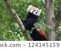 在樹的Redress熊貓 124145159