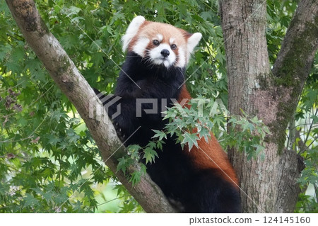 Redress Panda on a tree Redress Panda on a tree 124145160