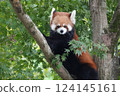 在樹的Redress熊貓 124145161