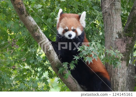 在樹的Redress熊貓 124145161