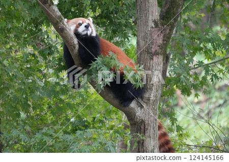 小熊貓爬樹 小熊貓爬樹 124145166