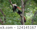 小熊貓爬樹 124145167
