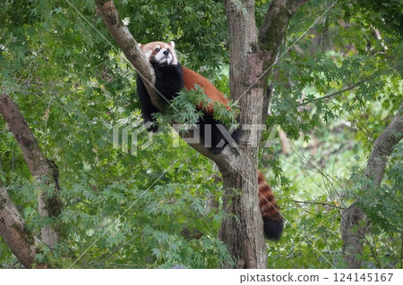 小熊貓爬樹 小熊貓爬樹 124145167
